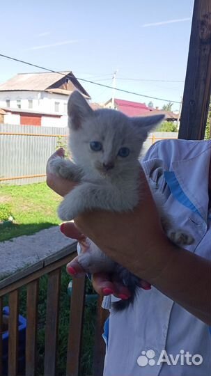 Котик в добрые руки