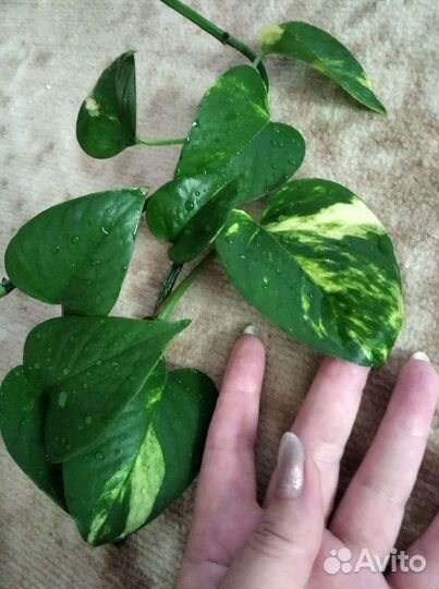 Сциндапсус