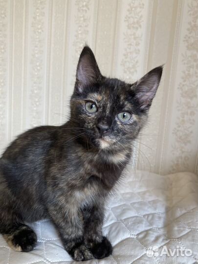 Котенок девочка в добрые руки