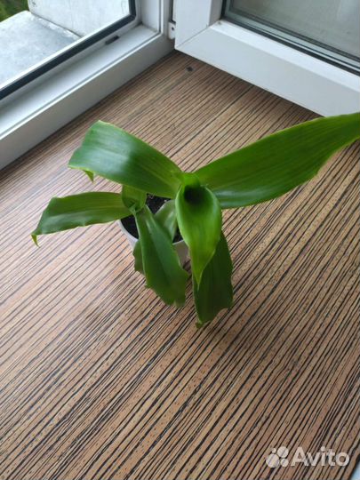 Золотой ус.лечебный