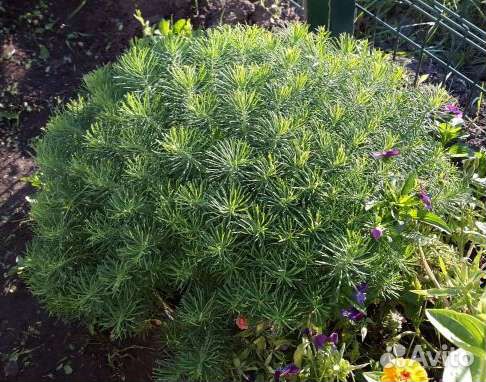 Многолетники для сада