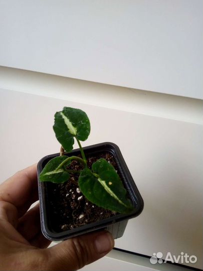 Микс комнатных