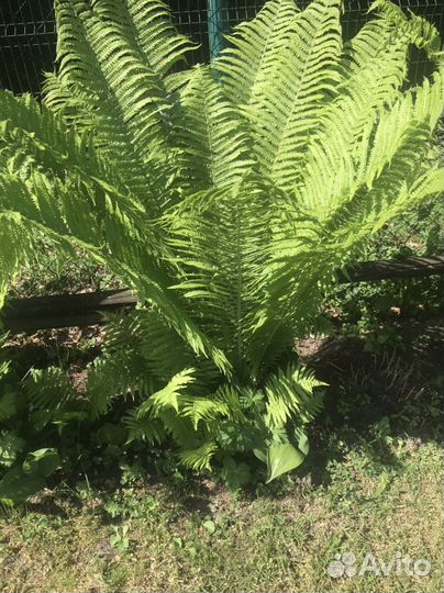 Папоротник