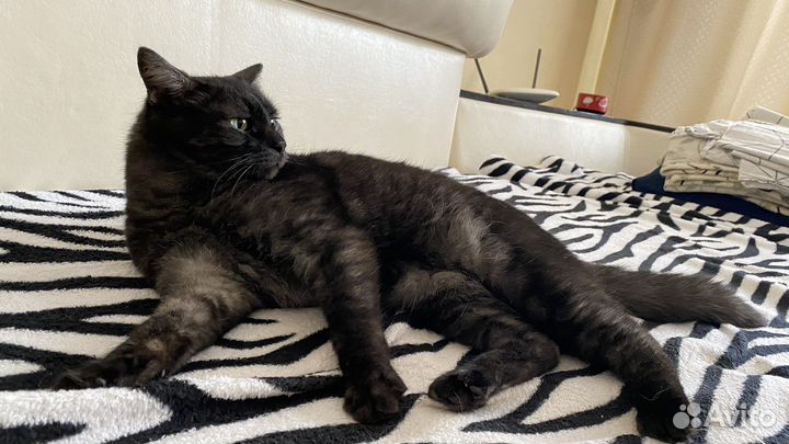 Отдам кота в добрые руки