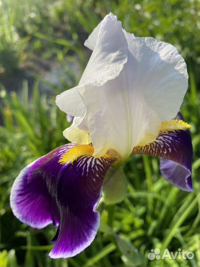 Ирисы, корневище