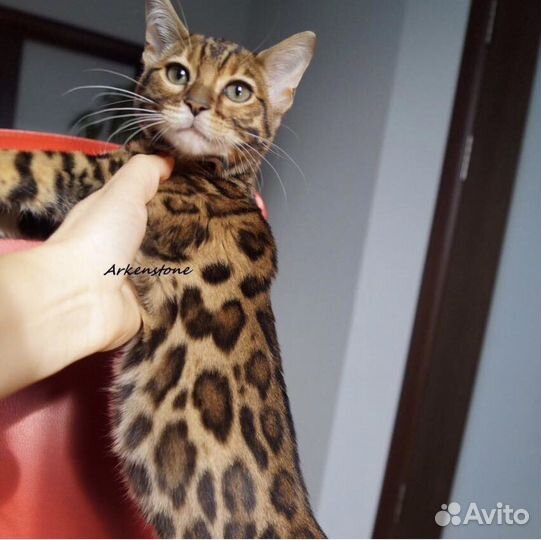 Бенгальские котята