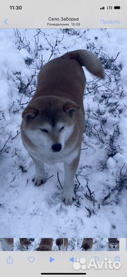 Сиба ину девочка в добрые руки