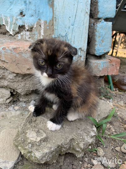 Отдам в добрые руки котят