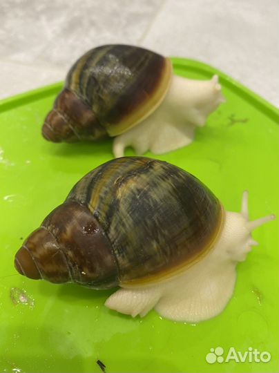 Архахатина Родостома Бенин (зелёная раковина)