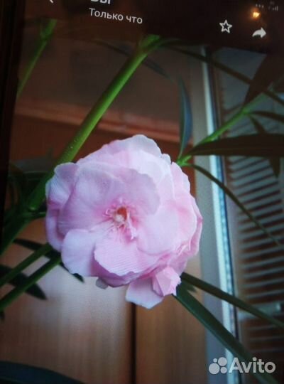 Комнатные растения цветущие