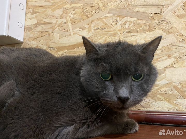 Пристраиваются два клевых кота