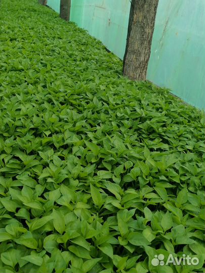 Рассада помидор, перца, баклажанов, базилика