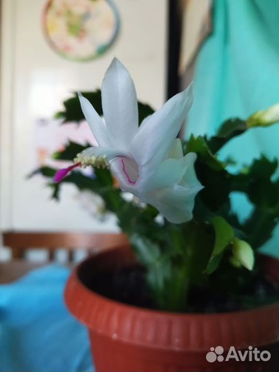 Декабрист шлюмбергера