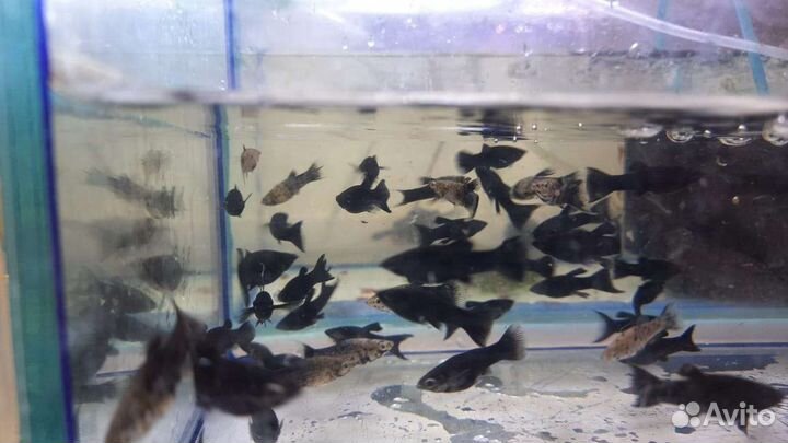 Аквариумные рыбки