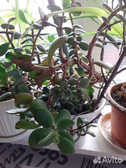 Денежное дерево-Толстянка и кислица цветы