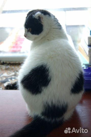 Кошечка подросток