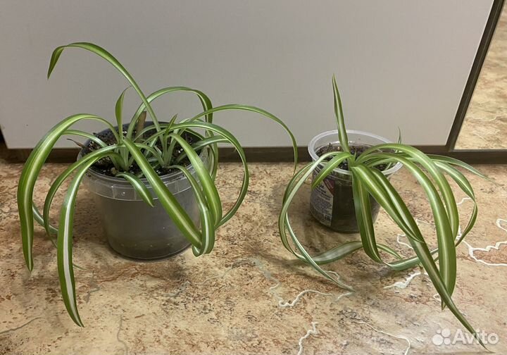 Хлорофитум