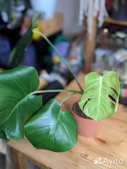 Монстера деликатесная