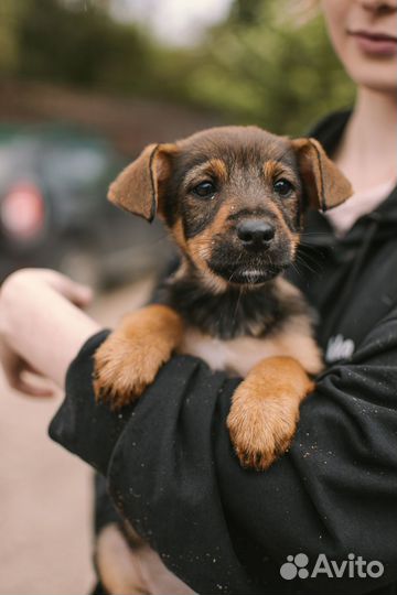 Щенок девочка в добрые руки