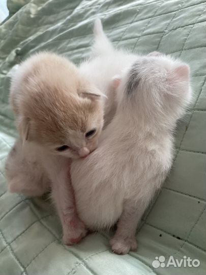 Котята в добрые руки