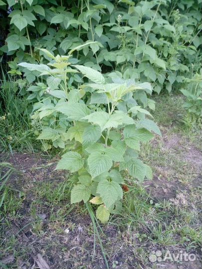 Саженцы малины крупной сортовой