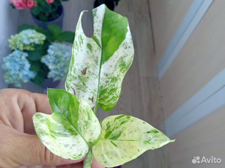 Эпипремнумы разные