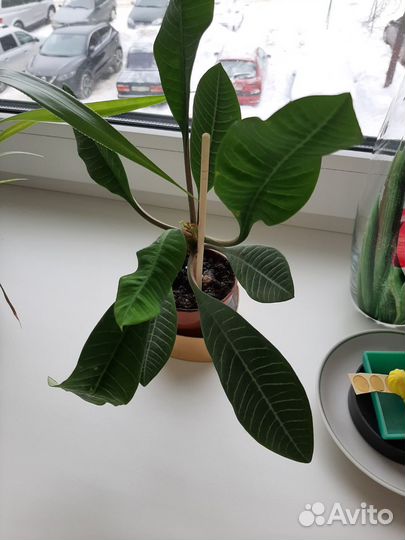 Домашние цветы