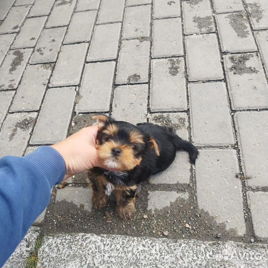 Девочка Йоркширский терьер доставка из Челябинска