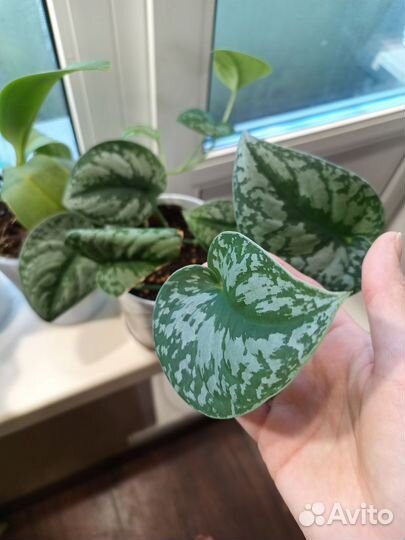 Сциндапсус экзотика