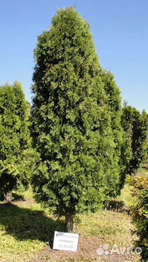 Туя, крупномер