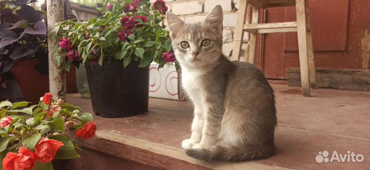 Котенок мальчик бесплатно