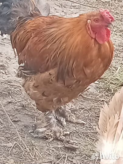 Продам молодого петуха