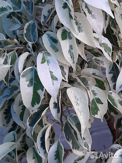 Фикус Де Гантель