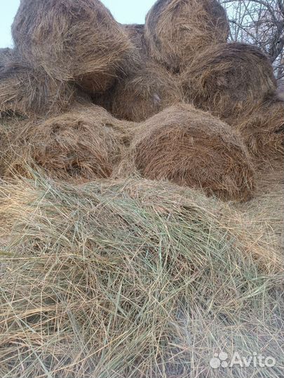 Продам сено в рулонах