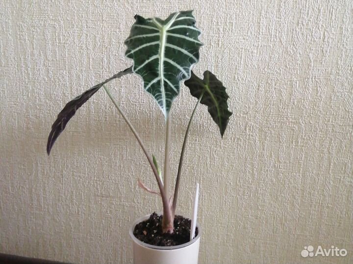 Клубни и детка алоказии полли