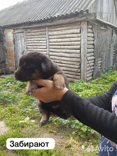 Щенки помесь