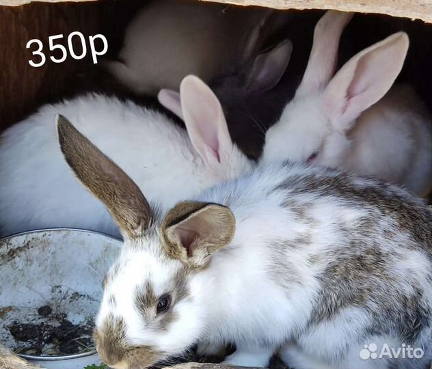 Кролики порода бабочки