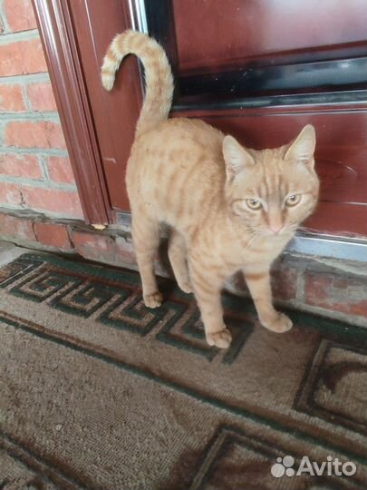 Котята в добрые руки бесплатно