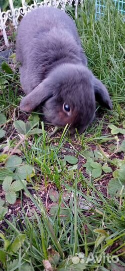 Продам декоративного кролика