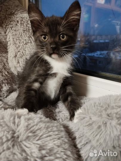 Сибирская кошечка