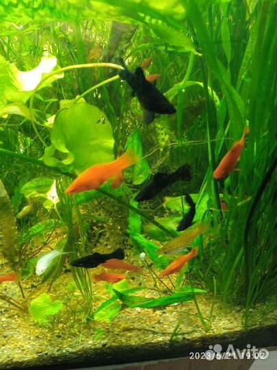 Аквариумные рыбки