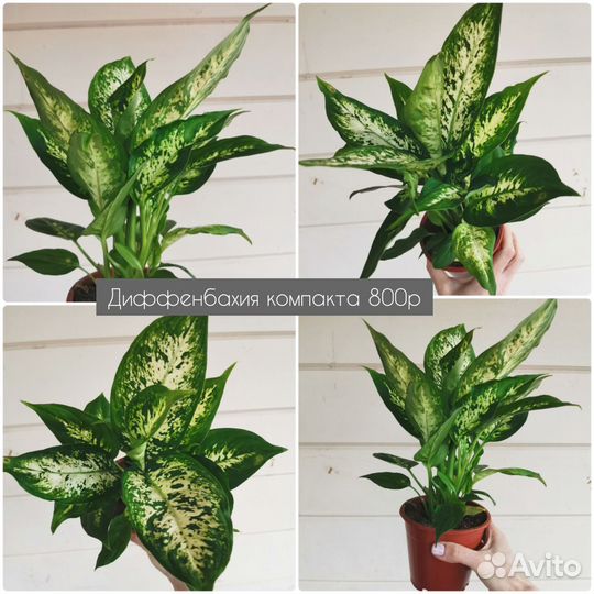 Диффенбахия компакта