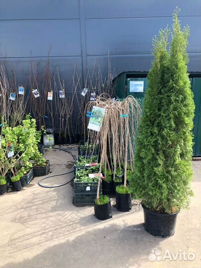 Саженцы Плодовых Деревьев,Хвойные,Цветы, 2-х,3-х г