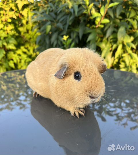 Морская свинка английский селф самец