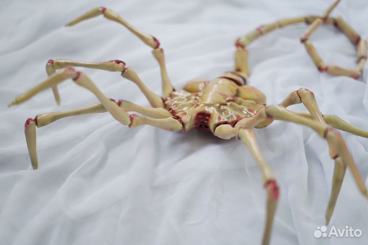 Фейсхаггер/Лицехват из 