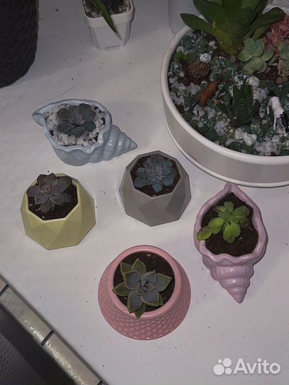 Суккуленты в горшочках