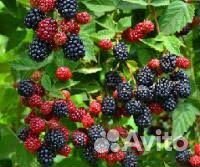 Ежевика киова