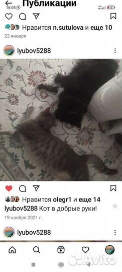 Кот Кис Мурчик, 3 года