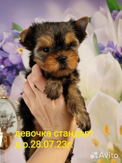 Йоркширский терьер