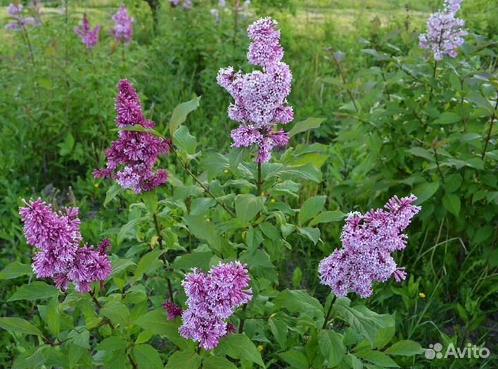 Сирень венгерская